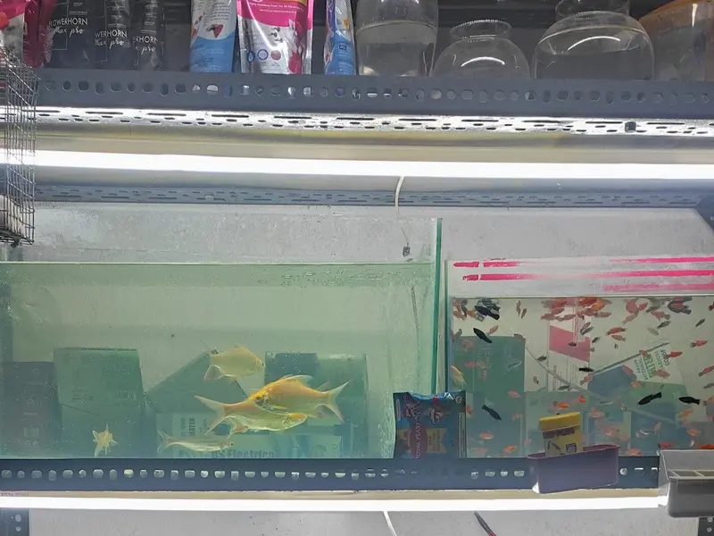 EXCLUSIVE SOLUTION (PET HUB ), photo 2