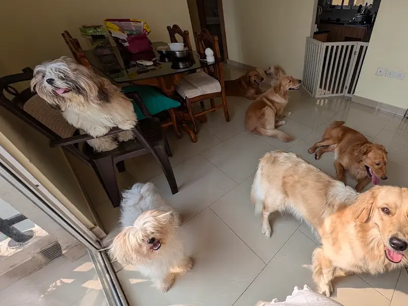 Hugs n Wags Dog Creche, photo 4