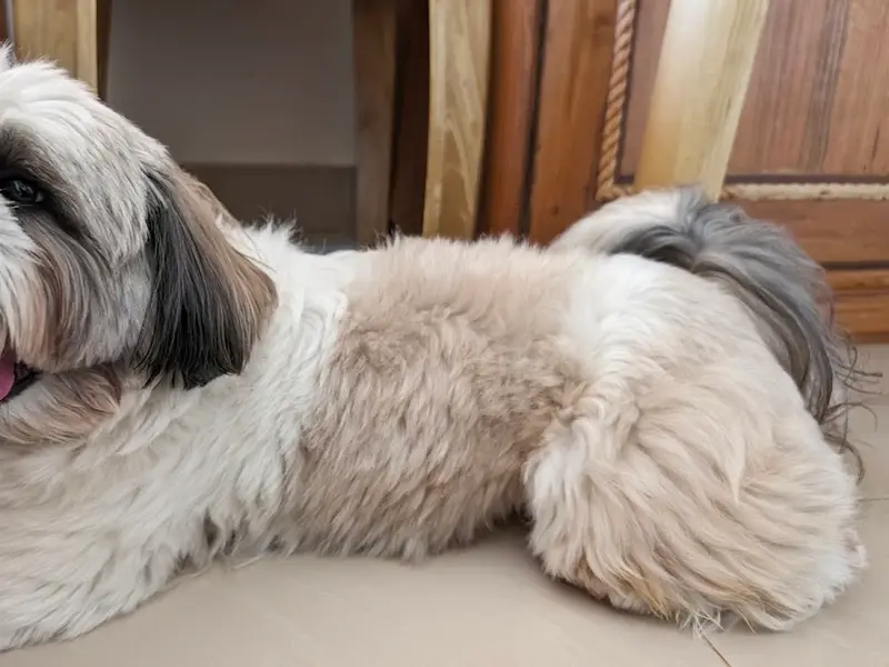 Hugs n Wags Dog Creche, photo 5