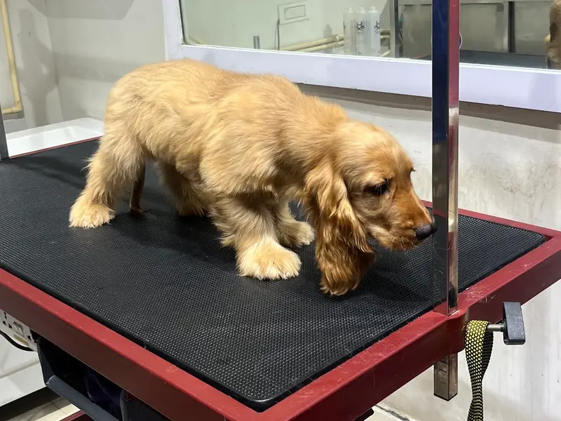 Pink Paws Newtown : Pet Grooming Services in Newtown | Best Pet Clinic | Pet Shop | Pet Salon | Pet Food Supplies, photo 3