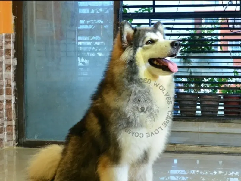 Short Faced Wolves Kennel, photo 2