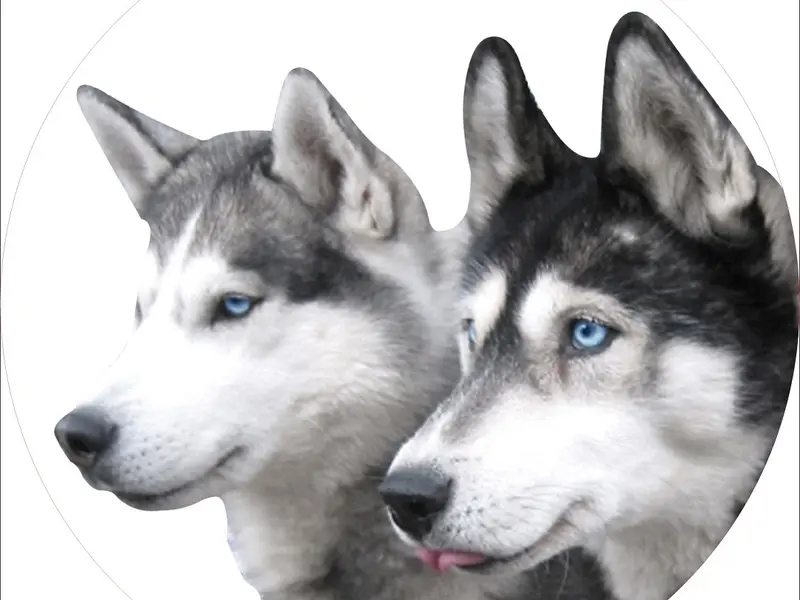 Short Faced Wolves Kennel, photo 3