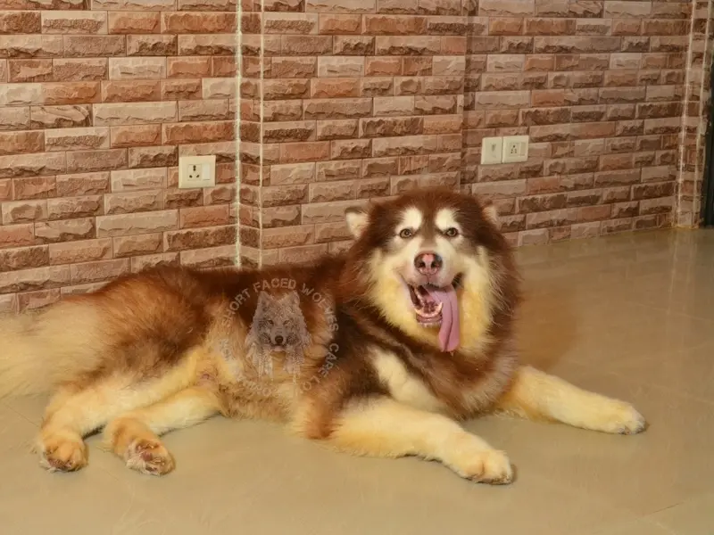 Short Faced Wolves Kennel, photo 5