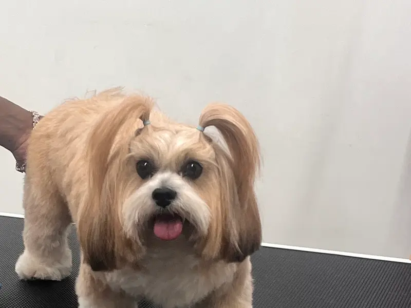 Wagtime, photo 5