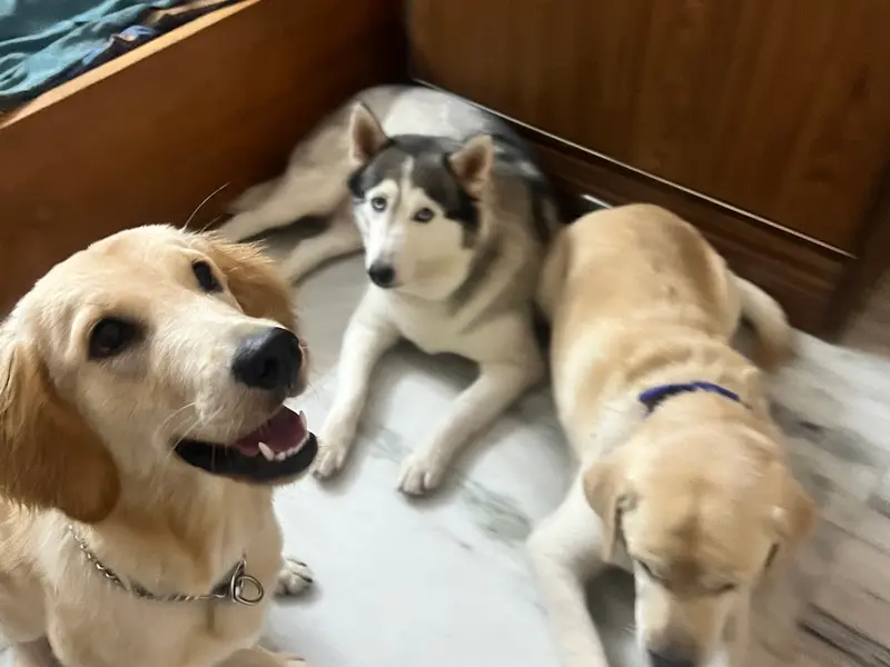 Woofs and Purr, photo 2