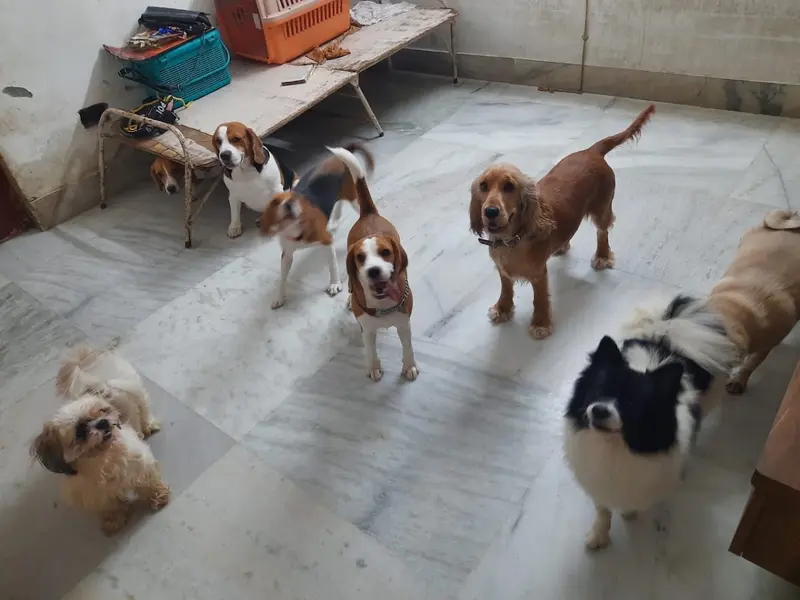 Woofs and Purr, photo 4