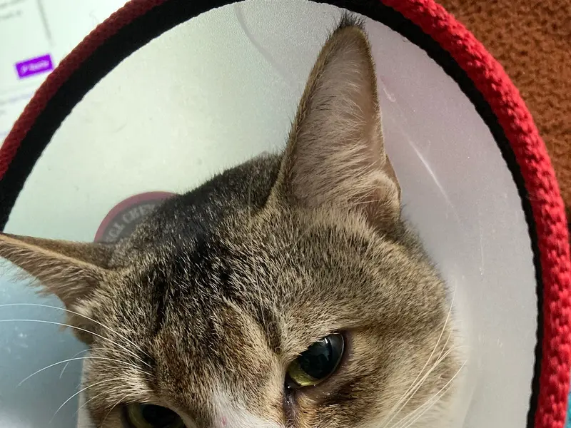 Mission Animal Health, photo 2