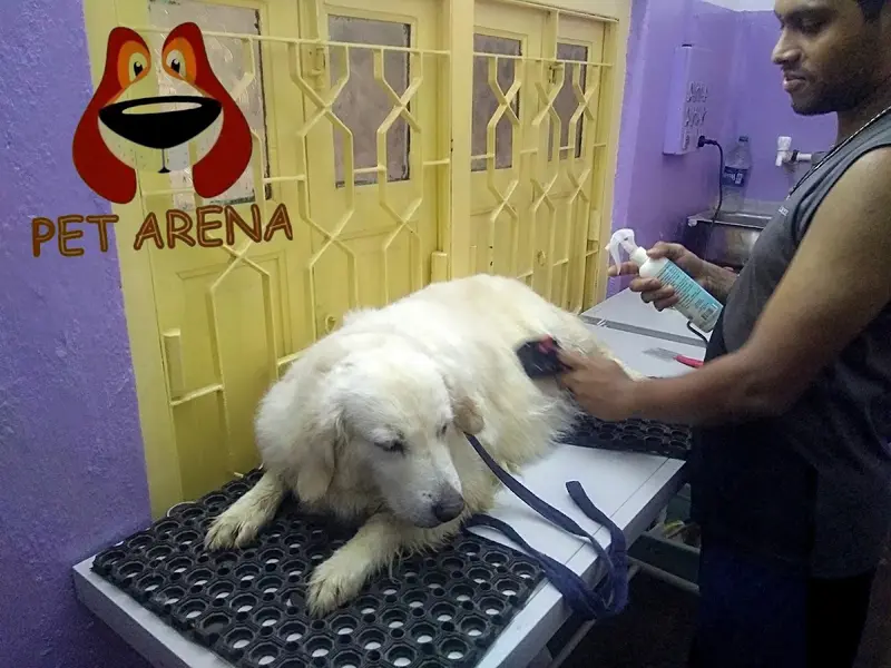 Pet arena clinic, photo 3