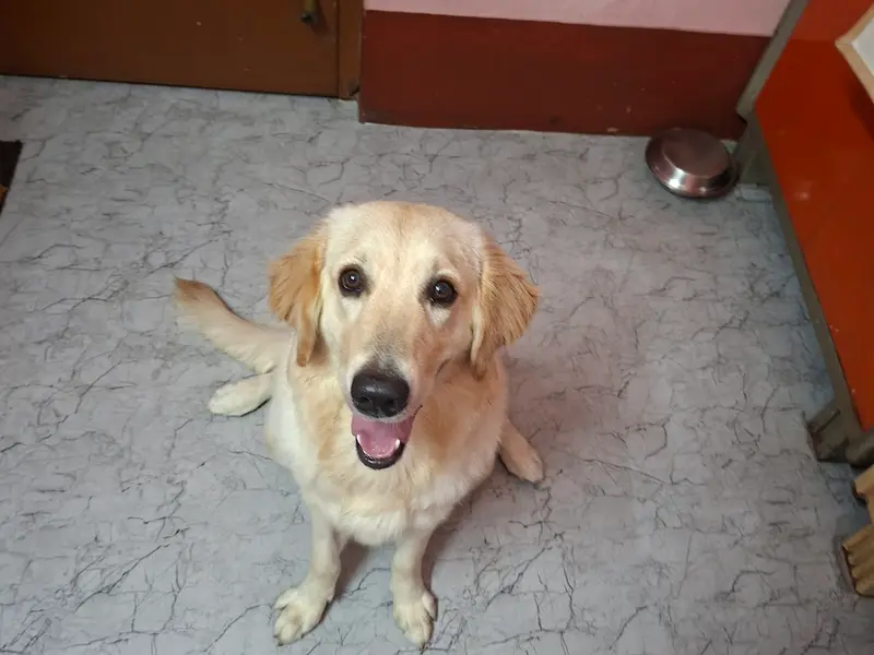 SHOAIB PET CARE, photo 2