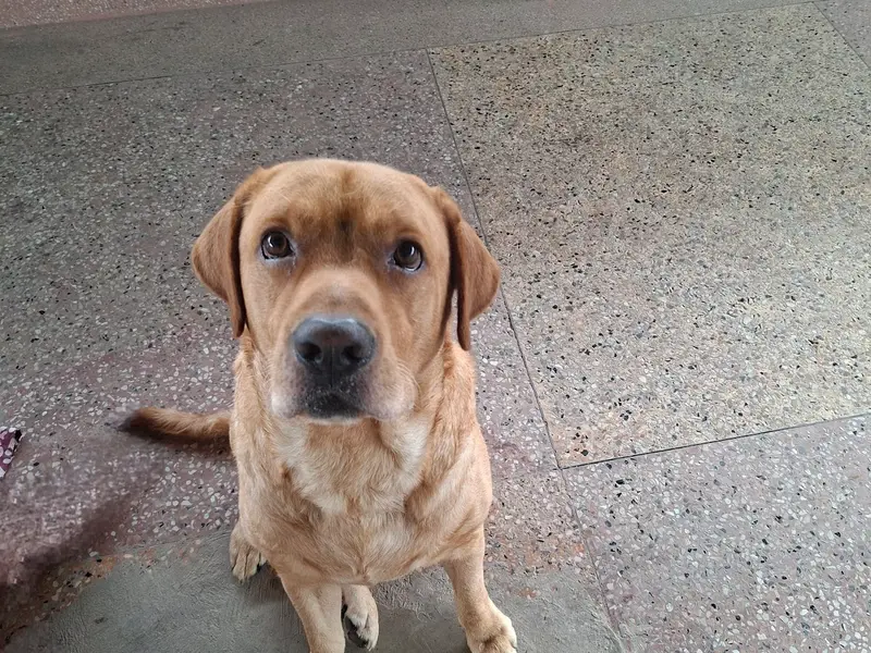 SHOAIB PET CARE, photo 4