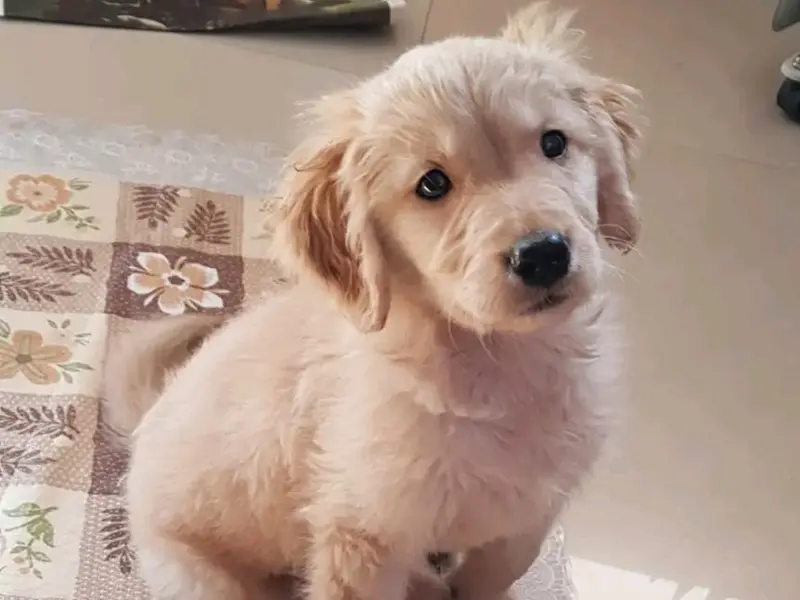SHOAIB PET CARE, photo 5