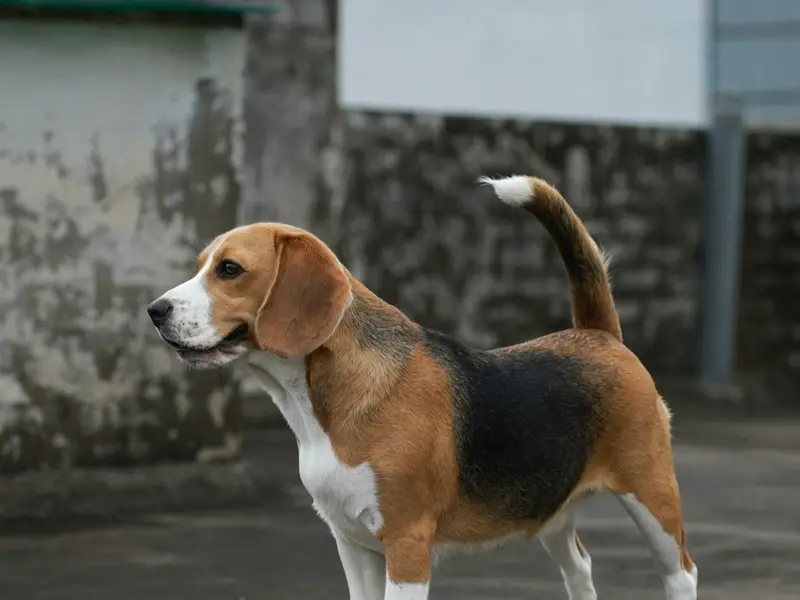 SHOAIB PET CARE