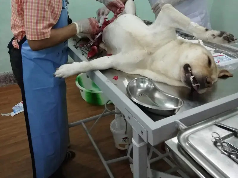 Kolkata Veterinary Clinic & Diagnostic Centre, photo 3