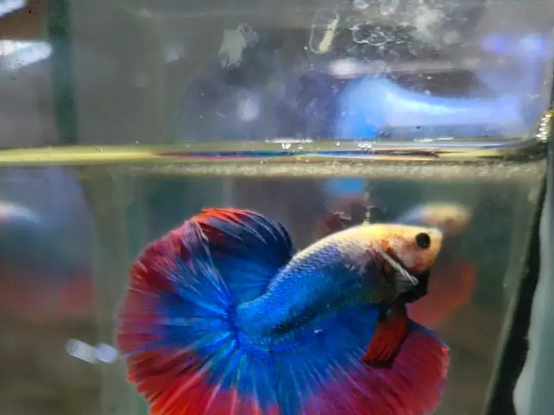 Mac Fish Shop, photo 2