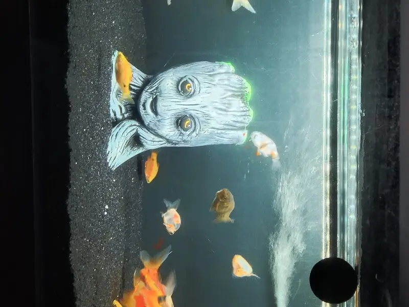 Mac Fish Shop, photo 5