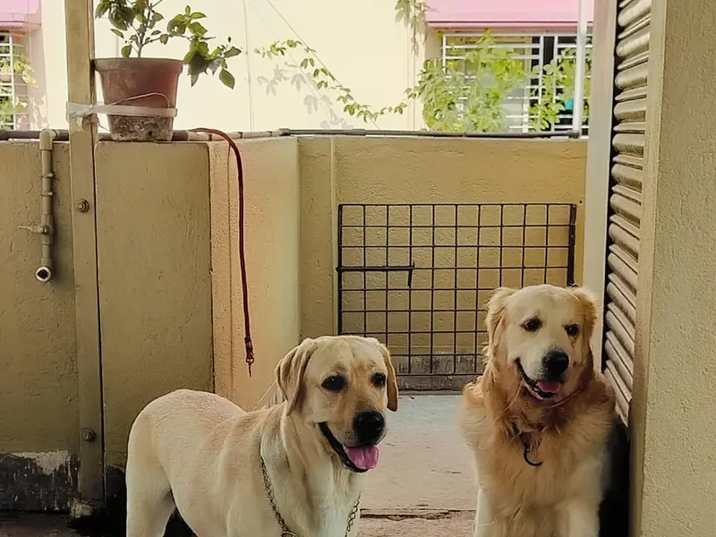 Pet's Vacation, photo 4