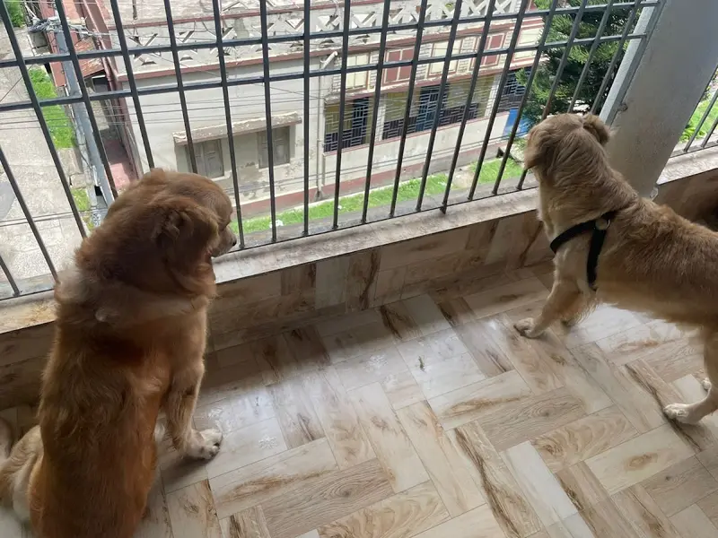 Pet's Vacation, photo 5
