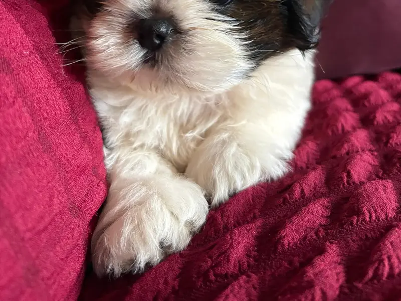 Kolkata Shihtzu puppy, photo 2