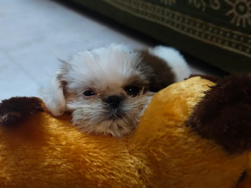 Kolkata Shihtzu puppy, photo 3