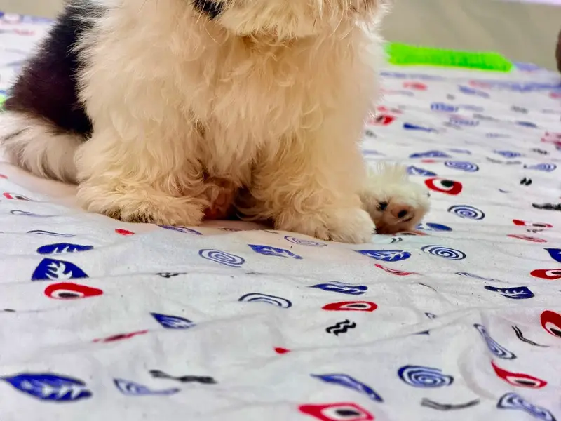 Kolkata Shihtzu puppy, photo 4