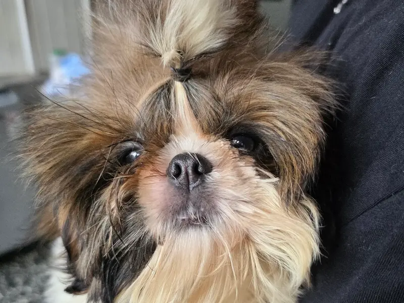 Kolkata Shihtzu puppy, photo 5