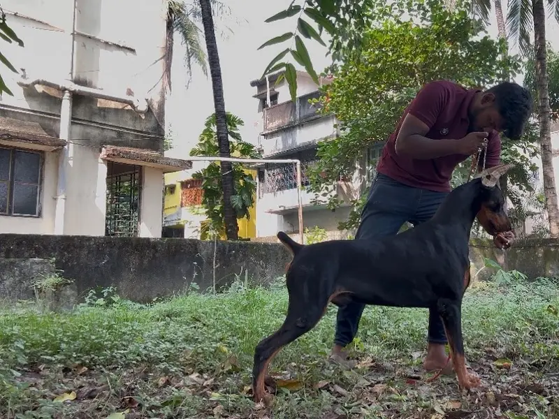 Mainak professional show dog trainer, photo 3