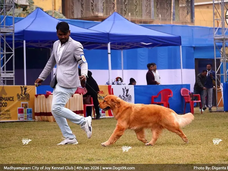 Mainak professional show dog trainer, photo 4