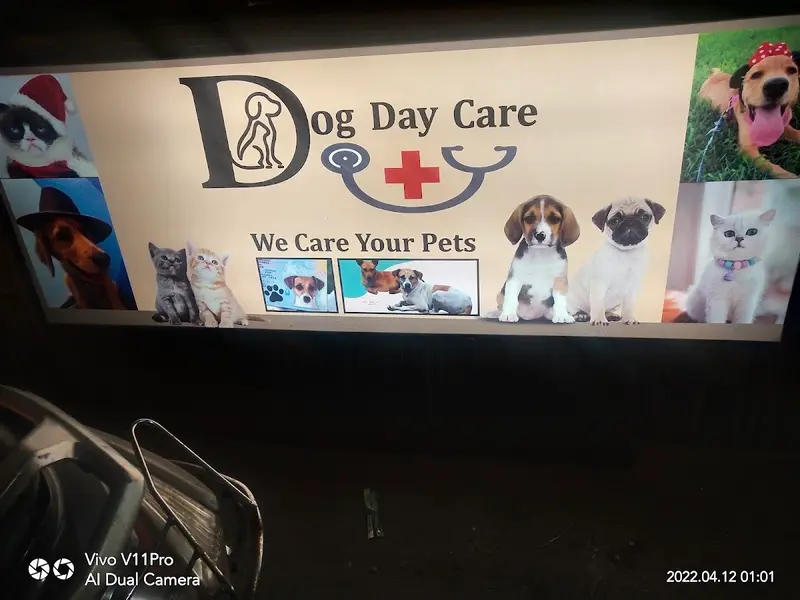 Dog Day care, photo 3