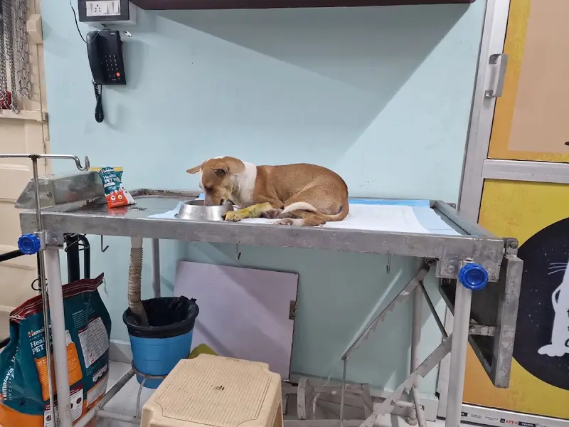 Dog Day care, photo 5