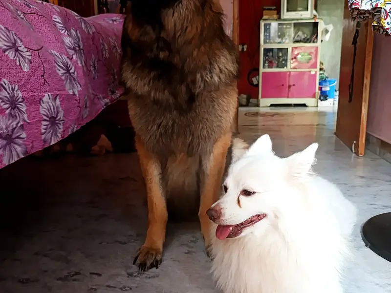 Dr. Sudipta Neogi-Veterinary Doctor, photo 2