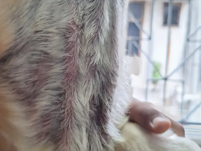 Dr. Sudipta Neogi-Veterinary Doctor, photo 4