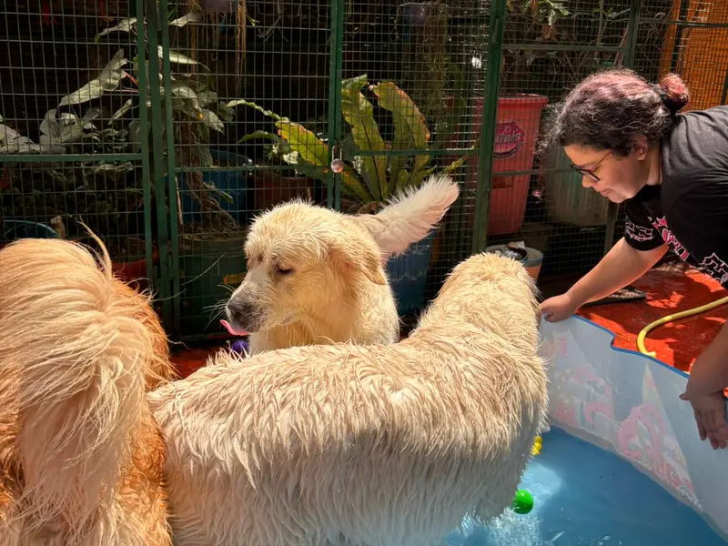 Frndz4Paws - Dog Creche in Howrah, photo 3