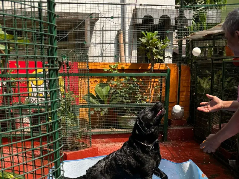 Frndz4Paws - Dog Creche in Howrah, photo 4