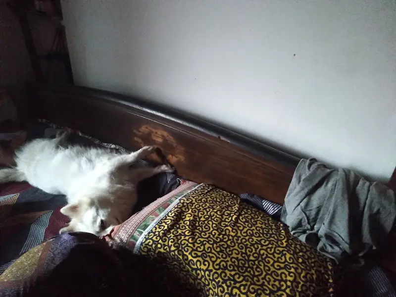 Pet's House, photo 4