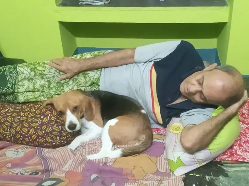 Pet's House, photo 5