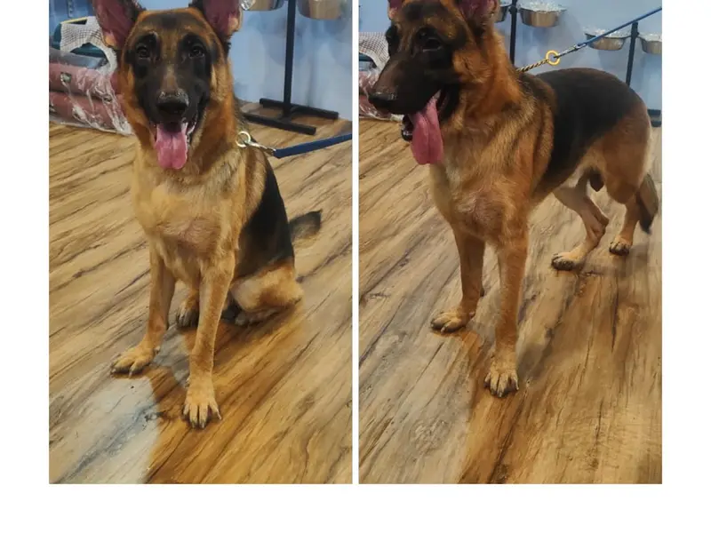 TWO TAILS - The Pet Boutique, photo 4