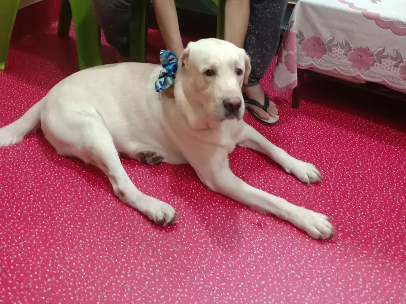 PAW PLANET, photo 5