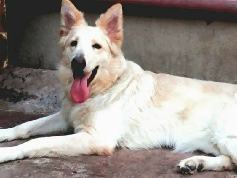 Zoo-O-Pet Shop & Pet Creche, photo 2