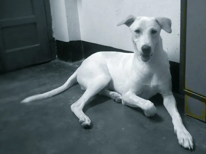 Dog Trainer and Behaviorist - Arijit Pathak, photo 3