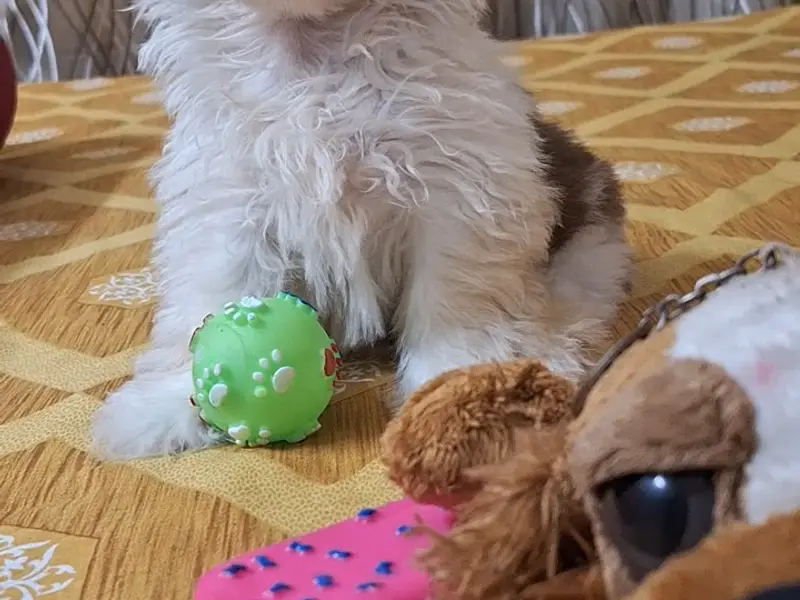 Shreya's Petz and clinic, photo 2
