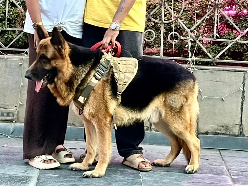 Shreya's Petz and clinic, photo 3