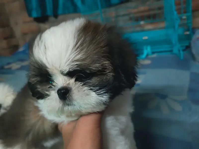 Shreya's Petz and clinic, photo 4