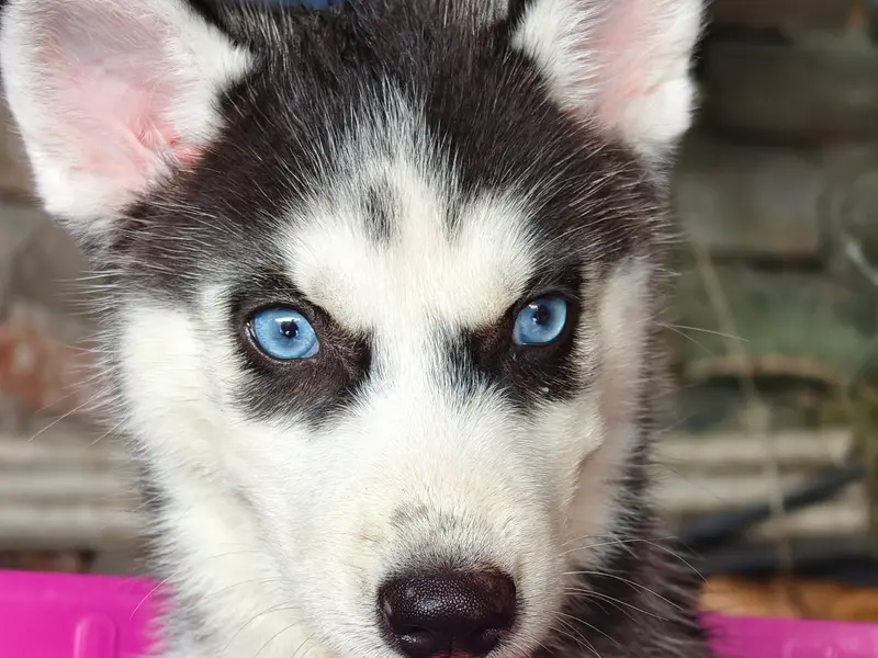 Shreya's Petz and clinic, photo 5