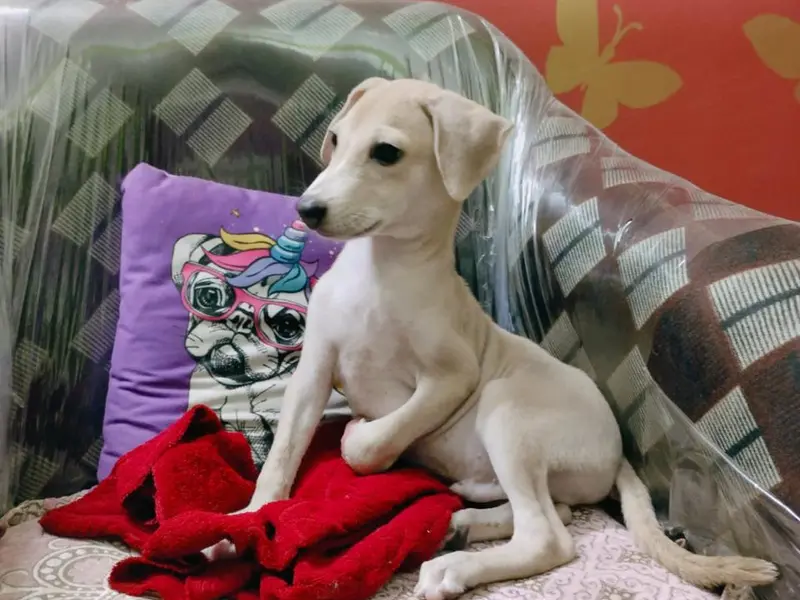 Velvet Foster Home - Pet Creche, photo 2