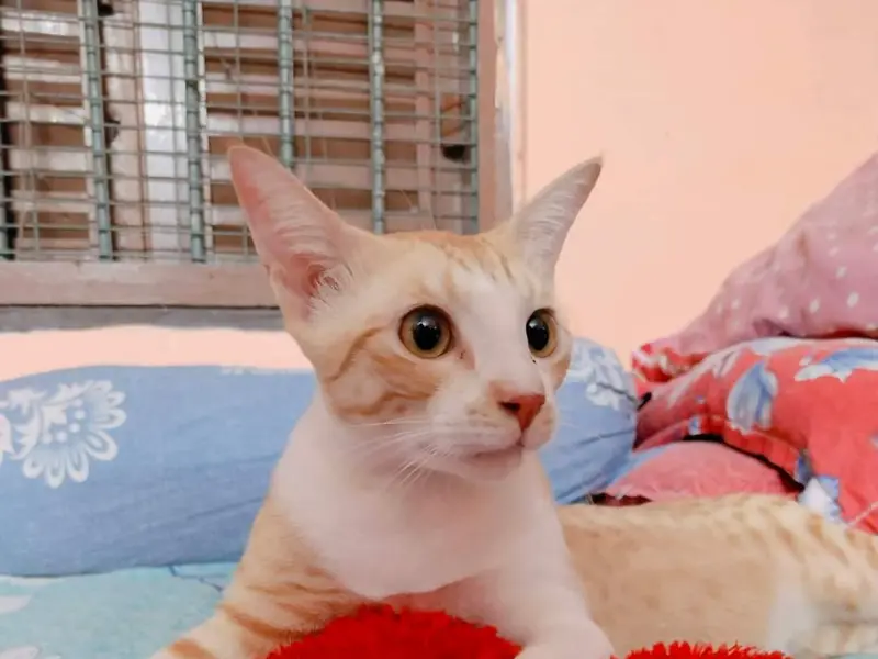 Velvet Foster Home - Pet Creche, photo 3