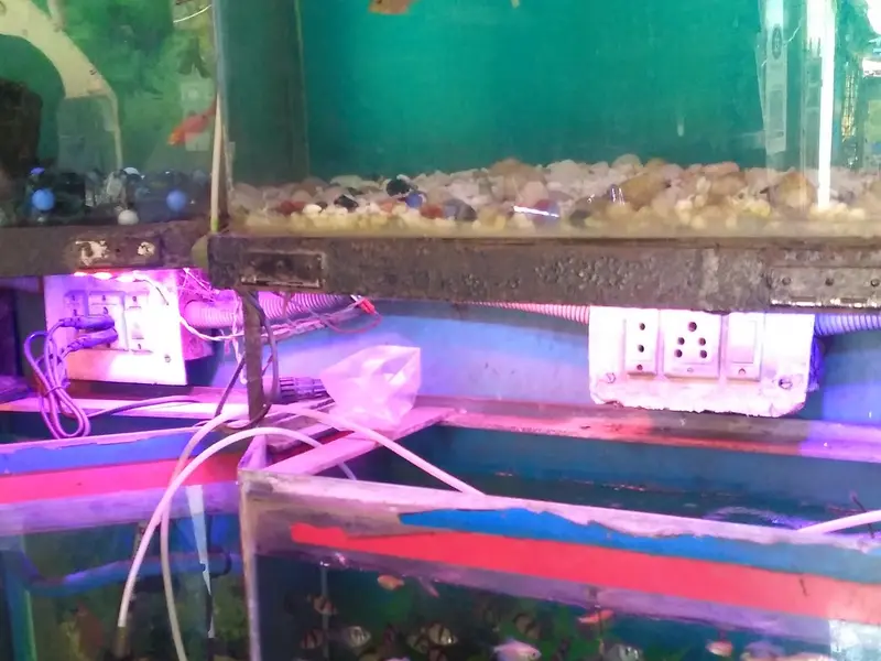 Aquarist World, photo 2