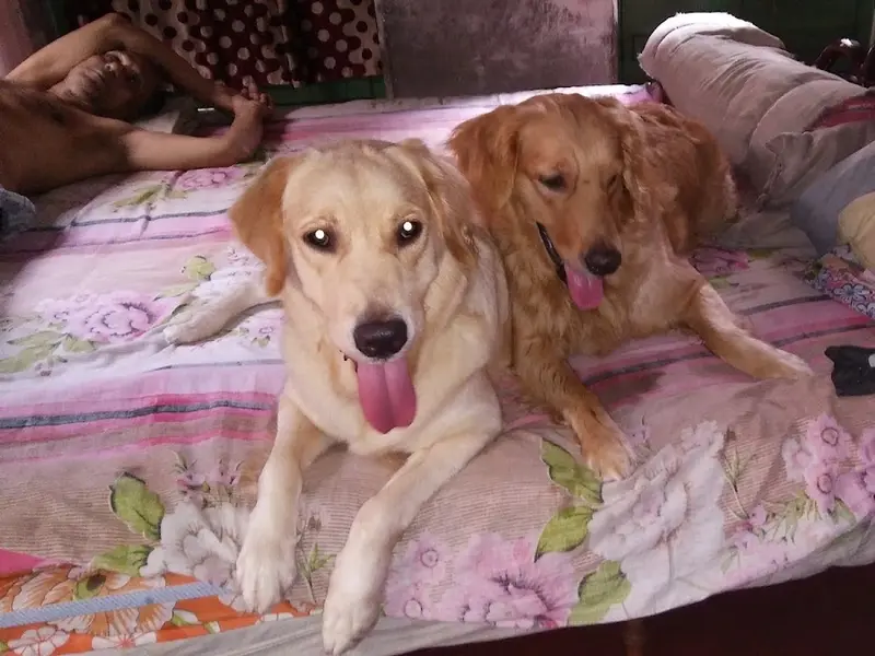 Chocolate's house dog creche