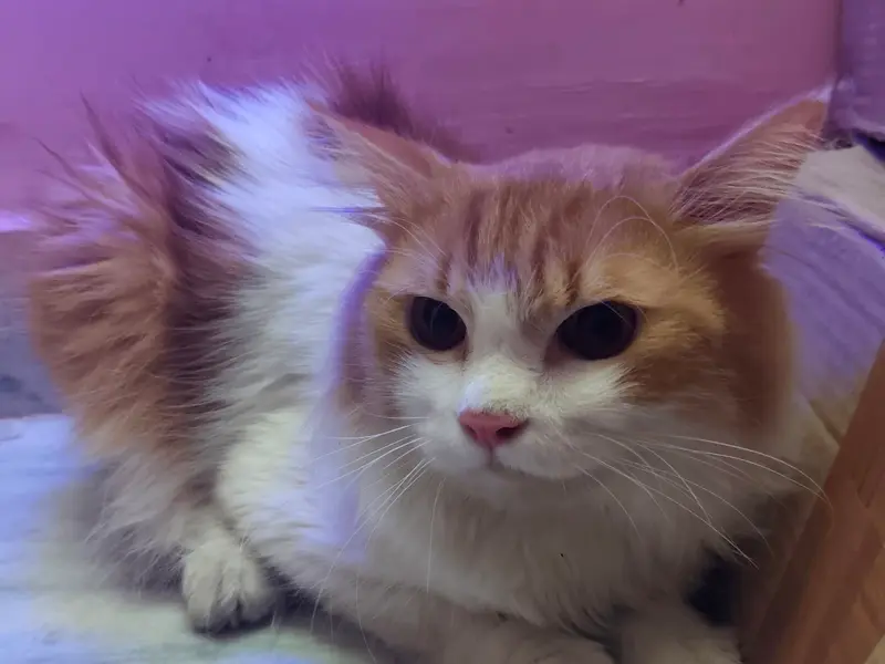 Cat kitten shop persian, photo 2