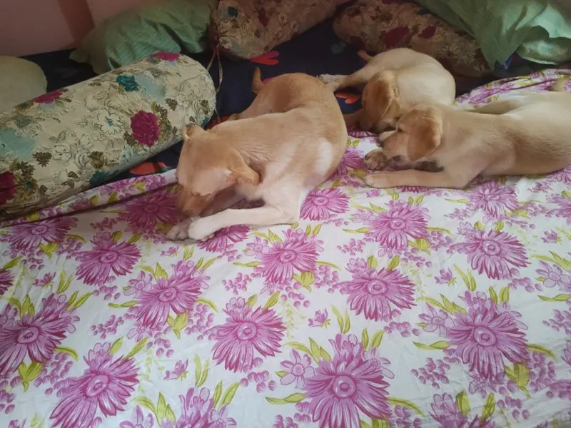 Pet Inn Dog Creche, photo 3