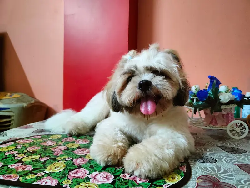 Pet Inn Dog Creche, photo 4